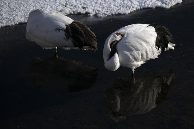 (260121) -- HARBIN, Jan. 21, 2026 (Xinhua) -- Red-crowned cranes rest at the Zhalong National Nature Reserve in northeast China's Heilongjiang Province, Jan. 21, 2026. (Xinhua/Zhang Tao)