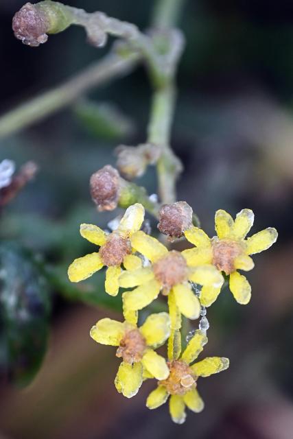 (260121) -- SANJIANG, Jan. 21, 2026 (Xinhua) -- This photo shows flowers with icicles in Sanjiang Dong Autonomous County, south China's Guangxi Zhuang Autonomous Region, Jan. 21, 2026. (Xinhua/Zhang Ailin)