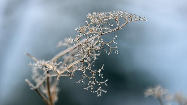 (260121) -- SANJIANG, Jan. 21, 2026 (Xinhua) -- This photo shows plants with icicles in Sanjiang Dong Autonomous County, south China's Guangxi Zhuang Autonomous Region, Jan. 21, 2026. (Xinhua/Zhang Ailin)