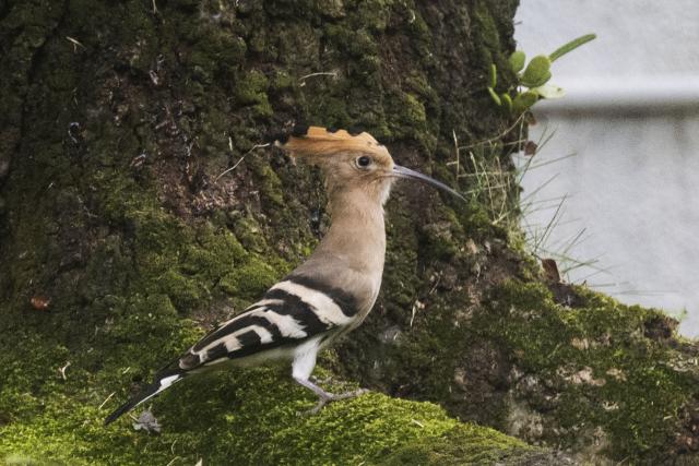 (260121) -- SINGAPORE, Jan. 21, 2026 (Xinhua) -- A hoopoe is pictured in Singapore on Jan. 21, 2026. (Photo by Then Chih Wey/Xinhua)