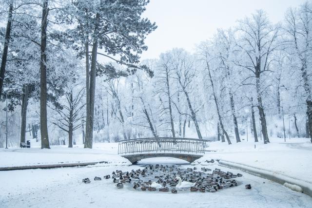 (260121) -- RIGA, Jan. 21, 2026 (Xinhua) -- Photo taken on Jan. 21, 2026 shows rime scenery in a park in Riga, Latvia. (Photo by Edijs Palens/Xinhua)