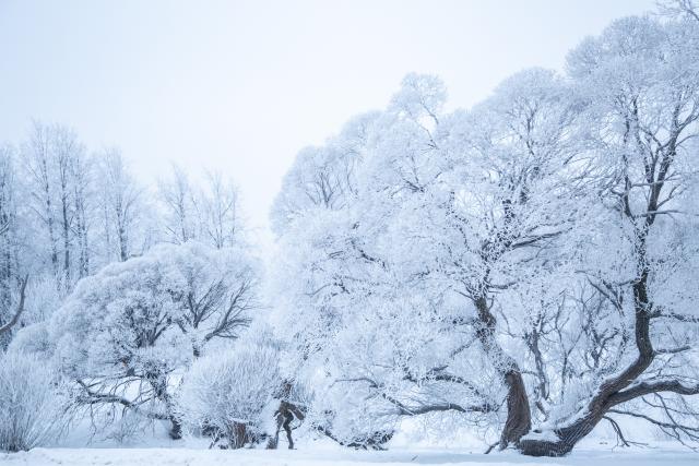 (260121) -- RIGA, Jan. 21, 2026 (Xinhua) -- Photo taken on Jan. 21, 2026 shows rime scenery in a park in Riga, Latvia. (Photo by Edijs Palens/Xinhua)