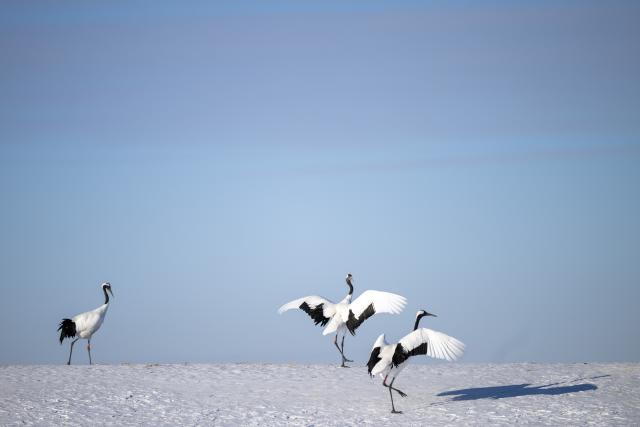 (260122) -- BEIJING, Jan. 22, 2026 (Xinhua) -- Red-crowned cranes are pictured at the Zhalong National Nature Reserve in northeast China's Heilongjiang Province, Jan. 21, 2026. (Xinhua/Zhang Tao)