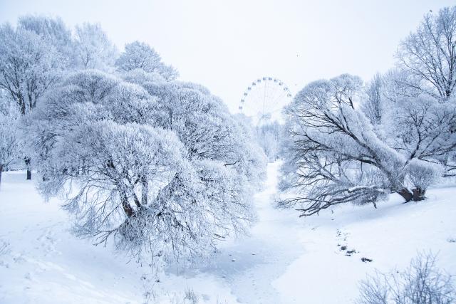 (260122) -- BEIJING, Jan. 22, 2026 (Xinhua) -- This photo taken on Jan. 21, 2026 shows rime scenery in a park in Riga, Latvia. (Photo by Edijs Palens/Xinhua)
