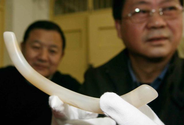 (260122) -- MA'ANSHAN, Jan. 22, 2026 (Xinhua) -- This file photo shows an archaeologist introducing a jade ware unearthed from the Lingjiatan relics site on Jan. 12, 2009. The Lingjiatan relics site in east China's Anhui is a Neolithic settlement dating back 5,300 to 5,800 years, with an area of about 1.6 million square meters. 
  Since its discovery in 1985, 17 excavations have been carried out on Lingjiatan. More than 4,000 exquisite relics such as jade wares, stone artifacts and potteries have been unearthed from the site.
  Archaeologists believe that Lingjiatan predates Liangzhu Culture, a testament to the 5,000-year-old Chinese civilization, and has a successive relationship with it. (Xinhua)