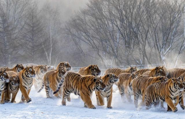 (260122) -- HAILIN, Jan. 22, 2026 (Xinhua) -- Siberian tigers are pictured in the snow at the Siberian Tiger Park in Hailin, northeast China's Heilongjiang Province, on Jan. 21, 2026. (Photo by He Huawen/Xinhua)
