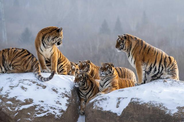 (260122) -- HAILIN, Jan. 22, 2026 (Xinhua) -- Siberian tigers rest on snow-covered rocks at the Siberian Tiger Park in Hailin, northeast China's Heilongjiang Province, on Jan. 21, 2026. (Photo by He Huawen/Xinhua)