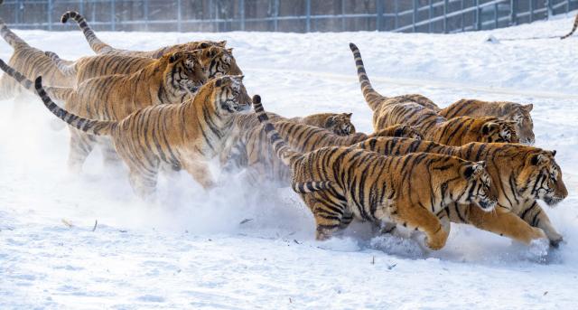 (260122) -- HAILIN, Jan. 22, 2026 (Xinhua) -- Siberian tigers vie for food in the snow at the Siberian Tiger Park in Hailin, northeast China's Heilongjiang Province, on Jan. 21, 2026. (Photo by He Huawen/Xinhua)