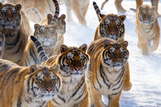 (260122) -- HAILIN, Jan. 22, 2026 (Xinhua) -- Siberian tigers are pictured in the snow at the Siberian Tiger Park in Hailin, northeast China's Heilongjiang Province, on Jan. 21, 2026. (Photo by He Huawen/Xinhua)