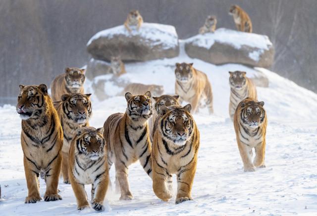 (260122) -- HAILIN, Jan. 22, 2026 (Xinhua) -- Siberian tigers are pictured in the snow at the Siberian Tiger Park in Hailin, northeast China's Heilongjiang Province, on Jan. 21, 2026. (Photo by He Huawen/Xinhua)