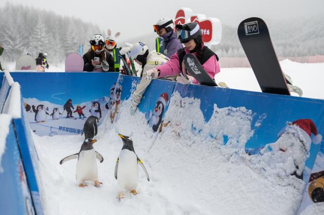 (260122) -- SHENNONGJIA, Jan. 22, 2026 (Xinhua) -- Tourists watch penguins at a ski resort in Shennongjia Forestry District, central China's Hubei Province, Jan. 20, 2026. In recent years, Hubei Province has leveraged its strategic location as a transportation hub connecting nine provinces, tapping into its unique ice and snow resources to vigorously develop the ice and snow tourism industry. Multiple locations in Hubei have become well-known ice and snow tourism destinations, attracting numerous tourists to experience the joys of winter sports. (Xinhua/Du Zixuan)