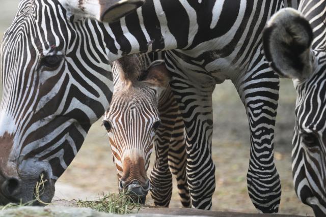 (260122) -- SINGAPORE, Jan. 22, 2026 (Xinhua) -- A female zebra foal is seen with other zebras at the Singapore Zoo in Singapore, Jan. 22, 2026. The zebra foal was born here on Dec. 2, 2025. (Photo by Then Chih Wey/Xinhua)