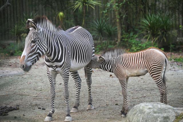 (260122) -- SINGAPORE, Jan. 22, 2026 (Xinhua) -- A female zebra foal suckles at the Singapore Zoo in Singapore, Jan. 22, 2026. The zebra foal was born here on Dec. 2, 2025. (Photo by Then Chih Wey/Xinhua)