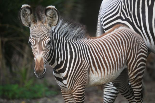 (260122) -- SINGAPORE, Jan. 22, 2026 (Xinhua) -- A female zebra foal is seen at the Singapore Zoo in Singapore, Jan. 22, 2026. The zebra foal was born here on Dec. 2, 2025. (Photo by Then Chih Wey/Xinhua)