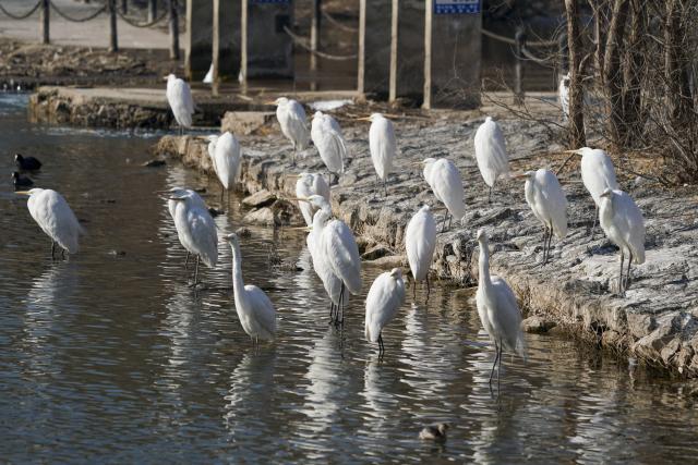 (260122) -- TAIYUAN, Jan. 22, 2026 (Xinhua) -- Egrets rest at a wetland park in Taiyuan, north China's Shanxi Province, Jan. 22, 2026. An increasing number of migratory birds have chosen to rest and winter at the Fenhe River basin thanks to continuous improvements in the ecological environment in recent years. (Xinhua/Yang Chenguang)