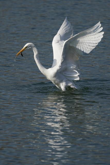 (260122) -- TAIYUAN, Jan. 22, 2026 (Xinhua) -- An egret forages at a wetland park in Taiyuan, north China's Shanxi Province, Jan. 22, 2026. An increasing number of migratory birds have chosen to rest and winter at the Fenhe River basin thanks to continuous improvements in the ecological environment in recent years. (Xinhua/Yang Chenguang)