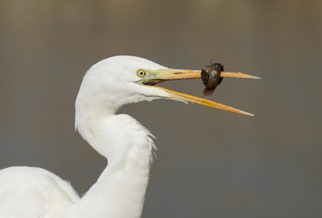 (260122) -- TAIYUAN, Jan. 22, 2026 (Xinhua) -- An egret forages at a wetland park in Taiyuan, north China's Shanxi Province, Jan. 22, 2026. An increasing number of migratory birds have chosen to rest and winter at the Fenhe River basin thanks to continuous improvements in the ecological environment in recent years. (Xinhua/Yang Chenguang)