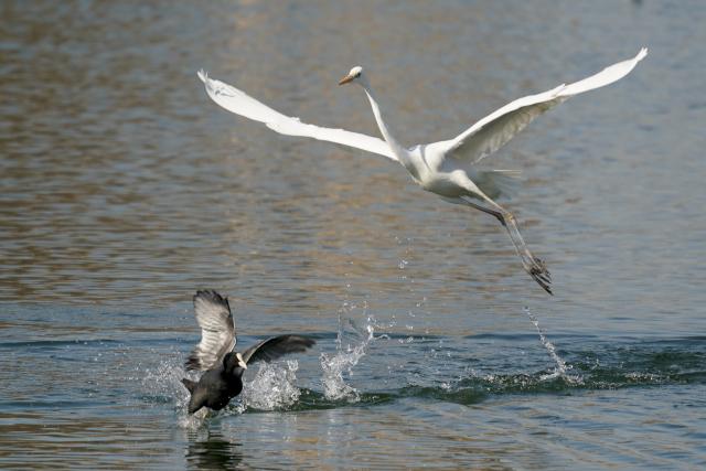 (260122) -- TAIYUAN, Jan. 22, 2026 (Xinhua) -- An egret forages at a wetland park in Taiyuan, north China's Shanxi Province, Jan. 22, 2026. An increasing number of migratory birds have chosen to rest and winter at the Fenhe River basin thanks to continuous improvements in the ecological environment in recent years. (Xinhua/Yang Chenguang)