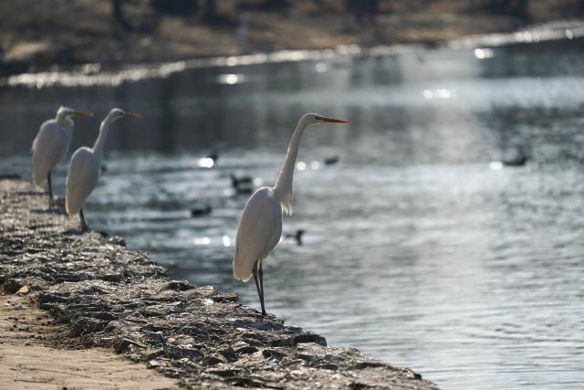 (260122) -- TAIYUAN, Jan. 22, 2026 (Xinhua) -- Egrets rest at a wetland park in Taiyuan, north China's Shanxi Province, Jan. 22, 2026. An increasing number of migratory birds have chosen to rest and winter at the Fenhe River basin thanks to continuous improvements in the ecological environment in recent years. (Xinhua/Yang Chenguang)