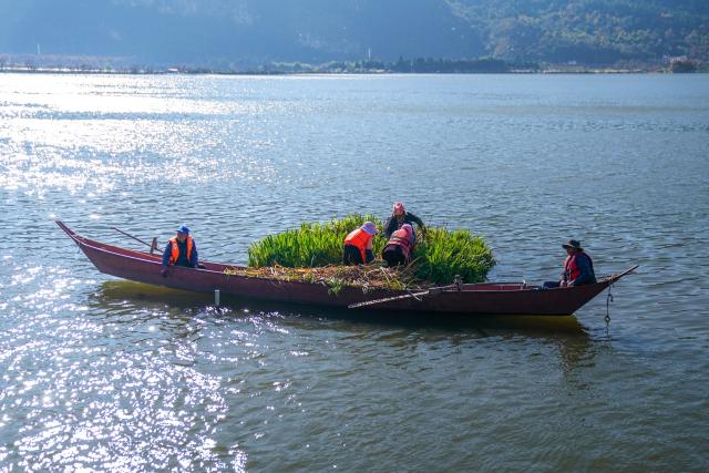 (260122) -- KUNMING, Jan. 22, 2026 (Xinhua) -- Workers take care of plants on a floating island on the Dianchi Lake in Kunming City, southwest China's Yunnan Province, Jan. 22, 2026. The water quality in Dianchi Lake has been maintaining on high quality level for eight consecutive years, according to the Dianchi Lake administration bureau. (Xinhua/Peng Yikai)