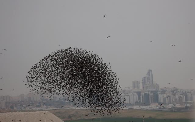 (260122) -- BE'ER SHEVA, Jan. 22, 2026 (Xinhua) -- A flock of starlings performs a murmuration in Negev Desert near Be'er Sheva in Israel, Jan. 22, 2026. (Photo by Gil Cohen Magen/Xinhua)
