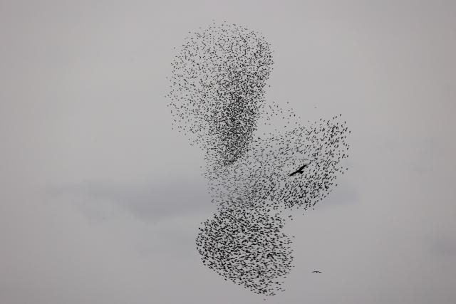(260122) -- BE'ER SHEVA, Jan. 22, 2026 (Xinhua) -- A flock of starlings performs a murmuration in Negev Desert near Be'er Sheva in Israel, Jan. 22, 2026. (Photo by Gil Cohen Magen/Xinhua)