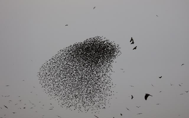 (260122) -- BE'ER SHEVA, Jan. 22, 2026 (Xinhua) -- A flock of starlings performs a murmuration in Negev Desert near Be'er Sheva in Israel, Jan. 22, 2026. (Photo by Gil Cohen Magen/Xinhua)