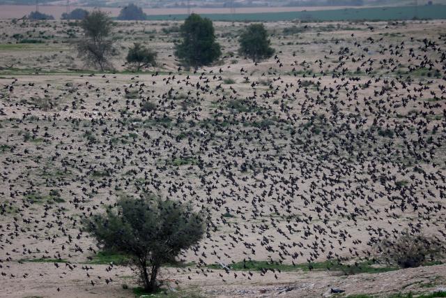 (260122) -- BE'ER SHEVA, Jan. 22, 2026 (Xinhua) -- A flock of starlings performs a murmuration in Negev Desert near Be'er Sheva in Israel, Jan. 22, 2026. (Photo by Gil Cohen Magen/Xinhua)