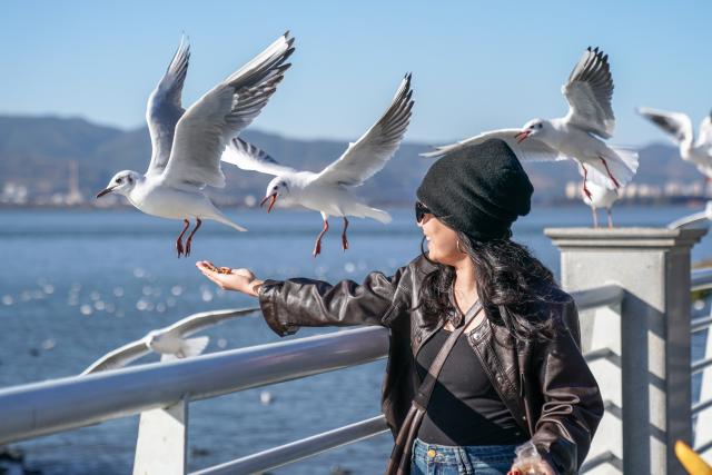 (260123) -- BEIJING, Jan. 23, 2026 (Xinhua) -- A woman feeds black-headed gulls beside the Dianchi Lake in Kunming City, southwest China's Yunnan Province, Jan. 22, 2026. The water quality in Dianchi Lake has been maintaining on high quality level for eight consecutive years, according to the Dianchi Lake administration bureau. (Xinhua/Peng Yikai)