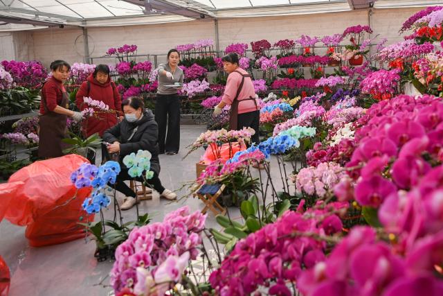 (260123) -- BEIJING, Jan. 23, 2026 (Xinhua) -- People select flowers at a floral trading center in Qingzhou City, east China's Shandong Province, Jan. 22, 2026. Chinese people are busy preparing fresh flowers, Chinese knots, spring couplets, and other traditional necessities to celebrate the upcoming Spring Festival, or the Chinese New Year. (Photo by Wang Jilin/Xinhua)