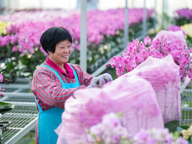 (260123) -- BEIJING, Jan. 23, 2026 (Xinhua) -- A worker prepares flowers at a modern gardening industrial park in Gugao Town of Taizhou City, east China's Jiangsu Province, Jan. 23, 2026. Chinese people are busy preparing fresh flowers, Chinese knots, spring couplets, and other traditional necessities to celebrate the upcoming Spring Festival, or the Chinese New Year. (Photo by Zhou Shegen/Xinhua)