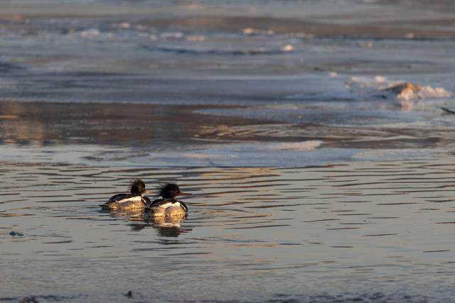 (260124) -- VLADIVOSTOK, Jan. 24, 2026 (Xinhua) -- This photo taken on Jan. 23, 2026 shows mergansers in the waters of Vladivostok, Russia. Some birds spend the winter in the unfrozen waters of Vladivostok. (Photo by Andrey Matveenko/Xinhua)