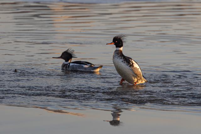 (260124) -- VLADIVOSTOK, Jan. 24, 2026 (Xinhua) -- This photo taken on Jan. 23, 2026 shows mergansers in the waters of Vladivostok, Russia. Some birds spend the winter in the unfrozen waters of Vladivostok. (Photo by Andrey Matveenko/Xinhua)