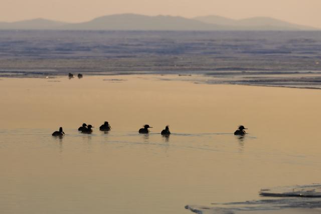 (260124) -- VLADIVOSTOK, Jan. 24, 2026 (Xinhua) -- This photo taken on Jan. 23, 2026 shows mergansers in the waters of Vladivostok, Russia. Some birds spend the winter in the unfrozen waters of Vladivostok. (Photo by Andrey Matveenko/Xinhua)