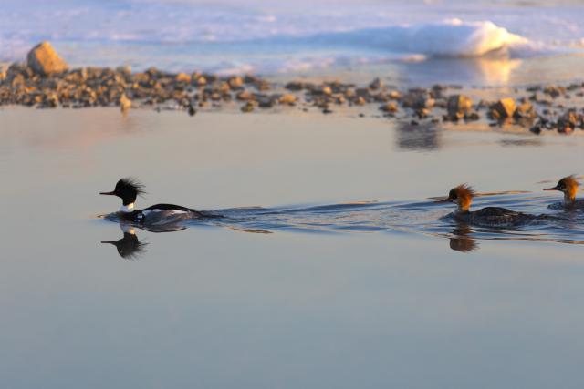 (260124) -- VLADIVOSTOK, Jan. 24, 2026 (Xinhua) -- This photo taken on Jan. 23, 2026 shows mergansers in the waters of Vladivostok, Russia. Some birds spend the winter in the unfrozen waters of Vladivostok. (Photo by Andrey Matveenko/Xinhua)