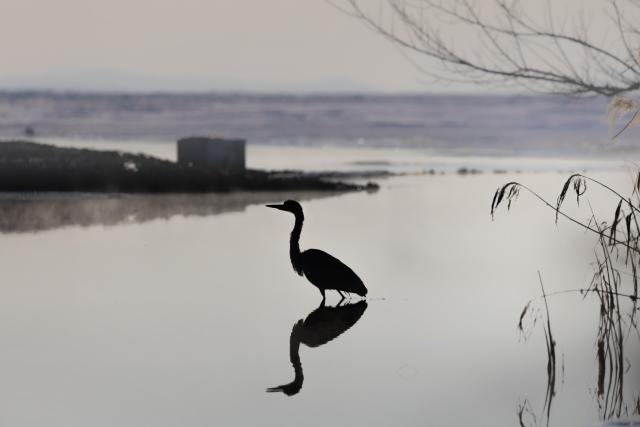 (260124) -- VLADIVOSTOK, Jan. 24, 2026 (Xinhua) -- This photo taken on Jan. 23, 2026 shows a grey heron in the waters of Vladivostok, Russia. Some birds spend the winter in the unfrozen waters of Vladivostok. (Photo by Andrey Matveenko/Xinhua)