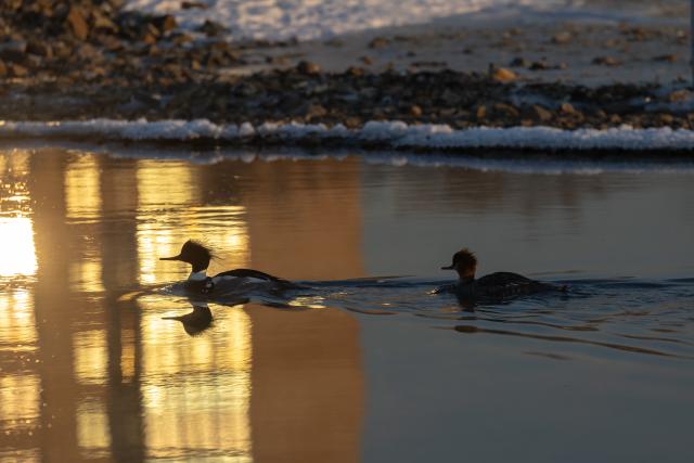 (260124) -- VLADIVOSTOK, Jan. 24, 2026 (Xinhua) -- This photo taken on Jan. 23, 2026 shows mergansers in the waters of Vladivostok, Russia. Some birds spend the winter in the unfrozen waters of Vladivostok. (Photo by Andrey Matveenko/Xinhua)