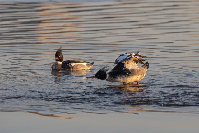 (260124) -- VLADIVOSTOK, Jan. 24, 2026 (Xinhua) -- This photo taken on Jan. 23, 2026 shows mergansers in the waters of Vladivostok, Russia. Some birds spend the winter in the unfrozen waters of Vladivostok. (Photo by Andrey Matveenko/Xinhua)