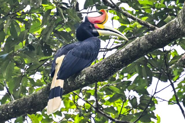 (260124) -- SANDAKAN, Jan. 24, 2026 (Xinhua) -- This photo taken on Jan. 19, 2026 shows a rhinoceros hornbill (Buceros rhinoceros) in Sandakan, Malaysia. (Xinhua/Cheng Yiheng)