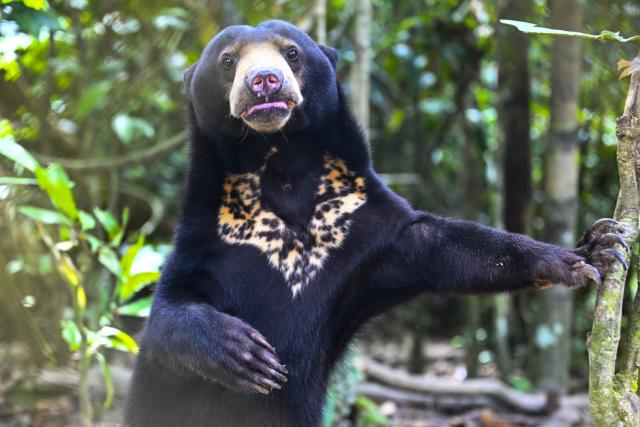 (260124) -- SANDAKAN, Jan. 24, 2026 (Xinhua) -- This photo taken on Jan. 19, 2026 shows a Malayan sun bear (Helarctos malayanus) in Sandakan, Malaysia. (Xinhua/Cheng Yiheng)