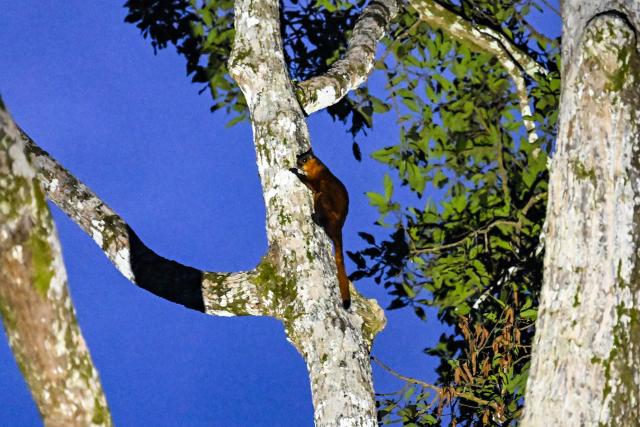 (260124) -- SANDAKAN, Jan. 24, 2026 (Xinhua) -- This photo taken on Jan. 20, 2026 shows a red giant flying squirrel (Petaurista petaurista) in Sandakan, Malaysia. (Xinhua/Cheng Yiheng)