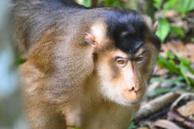 (260124) -- SANDAKAN, Jan. 24, 2026 (Xinhua) -- This photo taken on Jan. 19, 2026 shows a crab-eating macaque (Macaca fascicularis) in Sandakan, Malaysia. (Xinhua/Cheng Yiheng)