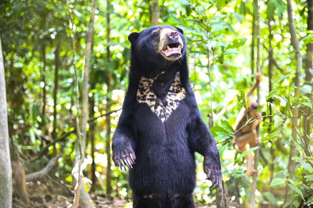 (260124) -- SANDAKAN, Jan. 24, 2026 (Xinhua) -- This photo taken on Jan. 19, 2026 shows a Malayan sun bear (Helarctos malayanus) in Sandakan, Malaysia. (Xinhua/Cheng Yiheng)
