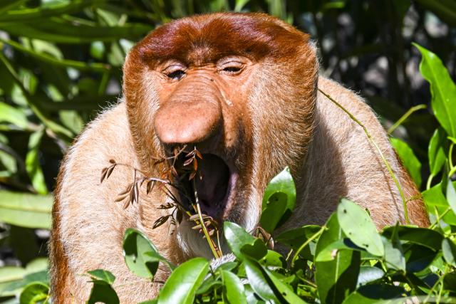 (260124) -- SANDAKAN, Jan. 24, 2026 (Xinhua) -- This photo taken on Jan. 20, 2026 shows a proboscis monkey (Nasalis larvatus) in Sandakan, Malaysia. (Xinhua/Cheng Yiheng)