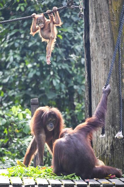 (260124) -- SANDAKAN, Jan. 24, 2026 (Xinhua) -- This photo taken on Jan. 21, 2026 shows bornean orangutans (Pongo pygmaeus) in Sandakan, Malaysia. (Xinhua/Cheng Yiheng)