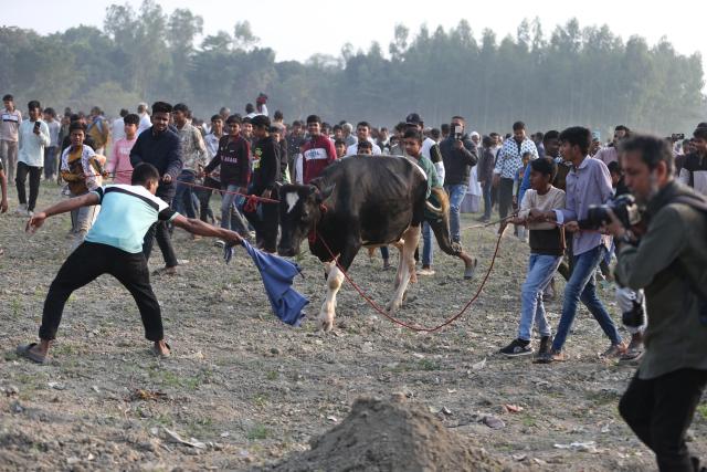 (260124) -- DOHAR UPAZILA, Jan. 24, 2026 (Xinhua) -- A man and his cow participate in a traditional rural bull race in Dohar Upazila, on the outskirts of Dhaka, Bangladesh, Jan. 23, 2026. Traditional bull races are popular in the area and have generated great excitement among local audiences. (Photo by Habibur Rahman/Xinhua)