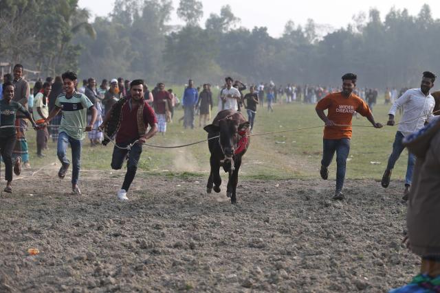 (260124) -- DOHAR UPAZILA, Jan. 24, 2026 (Xinhua) -- People and a cow participate in a traditional rural bull race in Dohar Upazila, on the outskirts of Dhaka, Bangladesh, Jan. 23, 2026. Traditional bull races are popular in the area and have generated great excitement among local audiences. (Photo by Habibur Rahman/Xinhua)