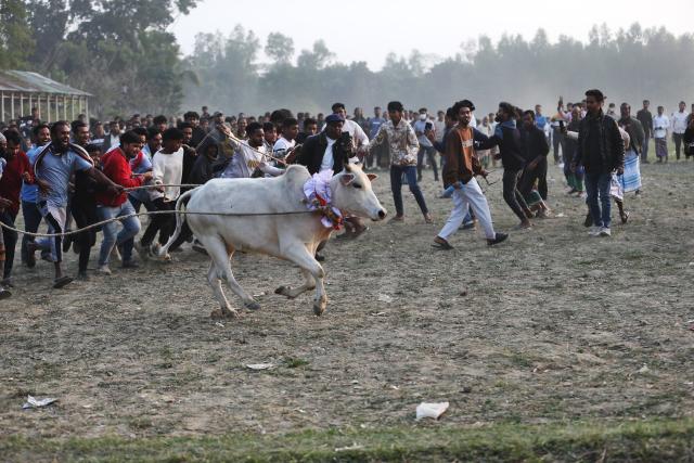 (260124) -- DOHAR UPAZILA, Jan. 24, 2026 (Xinhua) -- People gather to watch a traditional rural bull race in Dohar Upazila, on the outskirts of Dhaka, Bangladesh, Jan. 23, 2026. Traditional bull races are popular in the area and have generated great excitement among local audiences. (Photo by Habibur Rahman/Xinhua)
