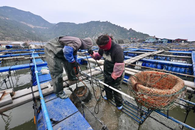 (260124) -- NINGDE, Jan. 24, 2026 (Xinhua) -- Staff members feed abalone in a mariculture area in Beibi Town of Xiapu County, Ningde, southeast China's Fujian Province, Jan. 23, 2026. In recent years, Ningde has promoted the high-quality development of the mariculture industry by strengthening marine management and improving the technological application, thus injecting new impetus into rural revitalization. (Xinhua/Jiang Kehong)
