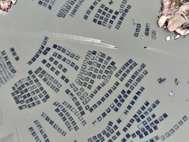 (260124) -- NINGDE, Jan. 24, 2026 (Xinhua) -- An aerial drone photo shows boats sailing at a laver culture zone in Beibi Town of Xiapu County, Ningde, southeast China's Fujian Province, Jan. 23, 2026. In recent years, Ningde has promoted the high-quality development of the mariculture industry by strengthening marine management and improving the technological application, thus injecting new impetus into rural revitalization. (Xinhua/Jiang Kehong)